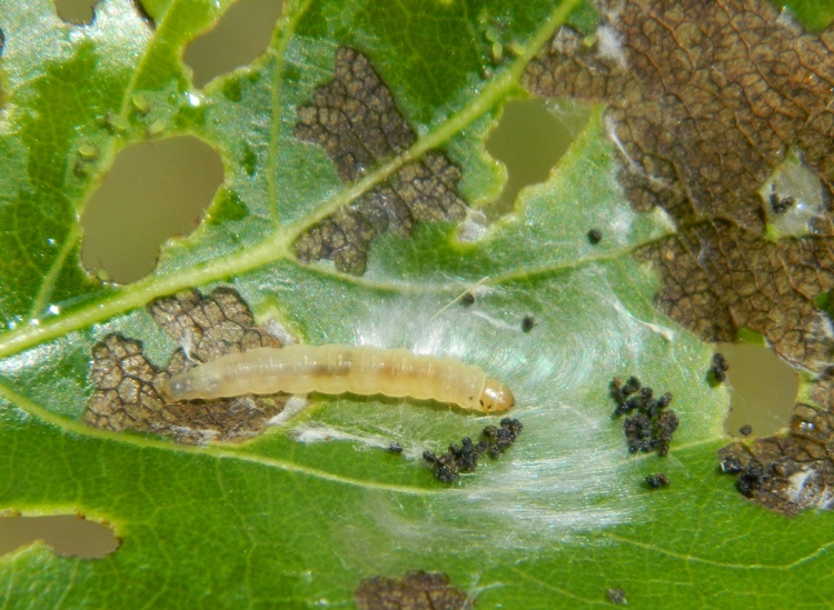 Schifezzuolidae: Gypsonoma minutana, Tortricidae